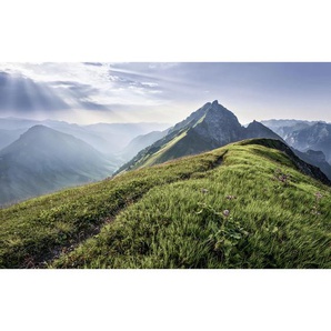 Komar Vliestapete , Bäume , 400x250 cm , FSC MIX , Tapeten Shop, Vliestapeten