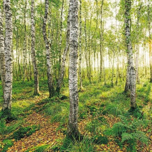 KOMAR Vliestapete Birch Trees Tapeten 400x250 cm (Breite x Höhe), Vliestapete, 100 cm Bahnbreite Gr. B/L: 400 m x 250 m, Rollen: 1 St., grün Vliestapeten
