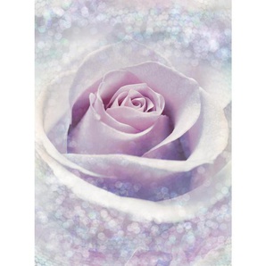Komar Vliestapete Delicate Rose, Rosa, Hellrosa, Papier, Rose, 184x248 cm, Made in Germany, FSC Mix, Tapeten Shop, Vliestapeten