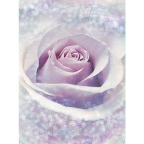 Komar Vliestapete Delicate Rose , Rosa, Hellrosa , Papier , Rose , 184x248 cm , Made in Germany, FSC MIX , Tapeten Shop, Vliestapeten