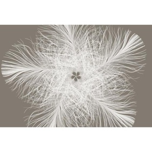 Komar Vliestapete Federstern , Weiß, Taupe , Papier , Blume , 368x248 cm , Made in Germany, FSC MIX , Tapeten Shop, Vliestapeten