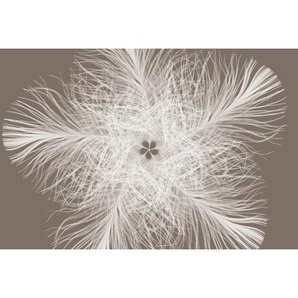 Komar Vliestapete, Weiß, Taupe, Papier, Blume, 368x248 cm, Made in Germany, FSC Mix, Tapeten Shop, Vliestapeten