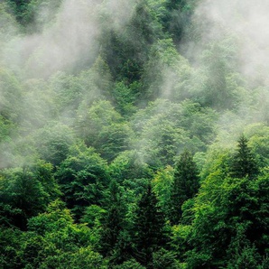 KOMAR Vliestapete Forest Land Tapeten 400x250 cm (Breite x Höhe), Vliestapete, 100 cm Bahnbreite Gr. B/L: 400 m x 250 m, Rollen: 1 St., grün Vliestapeten