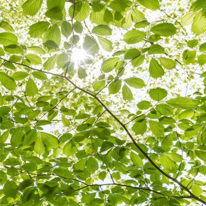 KOMAR Vliestapete Im Frühlingswald Tapeten Gr. B/L: 250 m x 280 m, Rollen: 1 St., grün (grün, weiß) Vliestapeten
