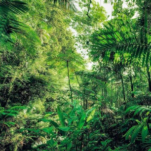 KOMAR Vliestapete Into The Jungle Tapeten 400x250 cm (Breite x Höhe), Vliestapete, 100 cm Bahnbreite Gr. B/L: 400 m x 250 m, Rollen: 1 St., grün Vliestapeten