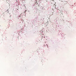 KOMAR Vliestapete Kirschblüten Tapeten Gr. B/L: 300 m x 280 m, Rollen: 1 St., rosa (rosa, weiß) Blumentapeten