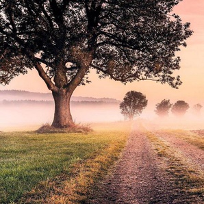 Komar Vliestapete Digitaldruck Vlies - Misty Morning - Größe 400 x 250 cm, glatt, bedruckt, (1 St), Wohnzimmer, Schlafzimmer