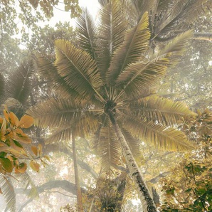 KOMAR Vliestapete Palms Panorama Tapeten Gr. B/L: 300 m x 250 m, Rollen: 1 St., bunt Blumentapeten