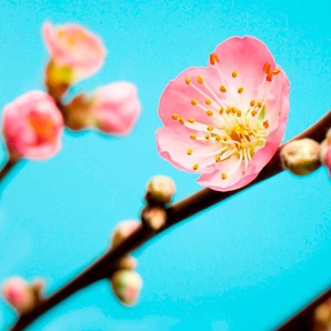 KOMAR Vliestapete Peach Blossom Tapeten (Breite x Höhe) Gr. B/L: 3,5 m x 2,5 m, bunt (bunt, rosa, gelb) Türtapeten