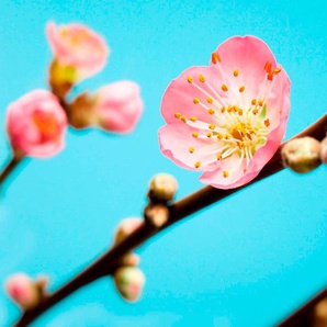KOMAR Vliestapete Peach Blossom Tapeten Gr. B/L: 3,5 m x 2,5 m, bunt (bunt, rosa, gelb) Türtapeten
