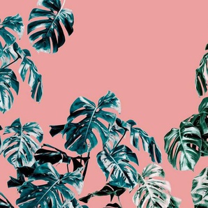 Komar Vliestapete Monstera Rosé, (1 St), 400x250 cm (Breite x Höhe), Vliestapete, 100 cm Bahnbreite