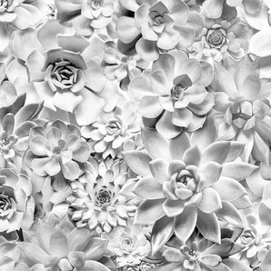 KOMAR Vliestapete Pure Shades Black and W Tapeten Gr. B/L: 4 m x 2,5 m, braun Blumentapeten Tapeten