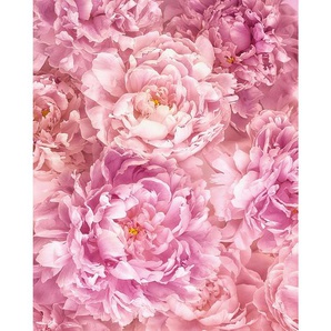 Komar Vliestapete, Rosa, Floral, 200x250 cm, Tapeten Shop, Vliestapeten
