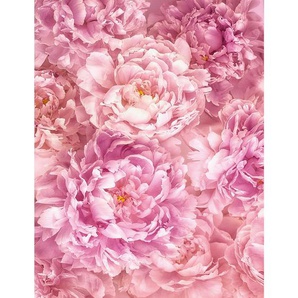 Komar Vliestapete, Rosa, Floral, 200x260 cm, Fsc, Tapeten Shop, Vliestapeten