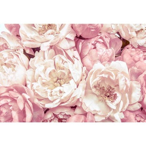 Komar Vliestapete, Rosa, Weiß, Floral, 368x248 cm, Fsc, Tapeten Shop, Vliestapeten