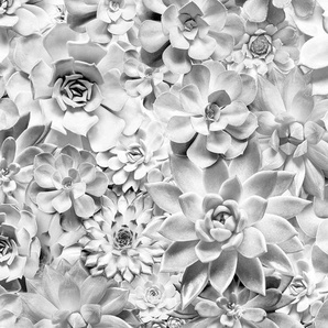 KOMAR Vliestapete Shades Black and White Tapeten 400x250 cm (Breite x Höhe), Vliestapete, 100 cm Bahnbreite Gr. B/L: 400 m x 250 m, Rollen: 1 St., braun Blumentapeten
