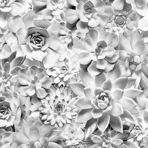 KOMAR Vliestapete Shades Black and White Tapeten Gr. B/L: 400 m x 250 m, Rollen: 1 St., braun Blumentapeten