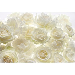 Komar Vliestapete Shalimar , Weiß, Champagner , Papier , Rose , 368x248 cm , Made in Germany, FSC MIX , Tapeten Shop, Vliestapeten