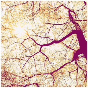 Komar Vliestapete Digitaldruck Vlies - Sunshine - Größe 250 x 250 cm, glatt, bedruckt, Wohnzimmer, Schlafzimmer
