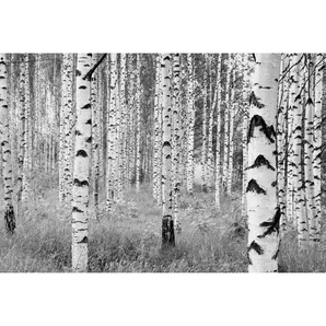 Komar Vliestapete Woods, Grau, Schwarz, Weiß, Papier, Bäume, 368x248 cm, Made in Germany, FSC Mix, Tapeten Shop, Vliestapeten