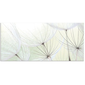 Küchenrückwand ARTLAND Pusteblumen-Samen aufgehellt Spritzschutzwände Gr. B/H: 120 cm x 55 cm, grün Küchendekoration