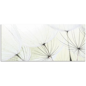 Küchenrückwand ARTLAND Pusteblumen-Samen aufgehellt Spritzschutzwände Gr. B/H: 150 cmx65 cm, grün Küchendekoration Spritzschutzwände Alu Spritzschutz mit Klebeband, einfache Montage