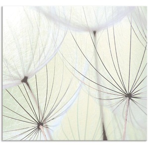 Küchenrückwand ARTLAND Pusteblumen-Samen aufgehellt Spritzschutzwände Gr. B/H: 70 cm x 65 cm, grün Küchendekoration