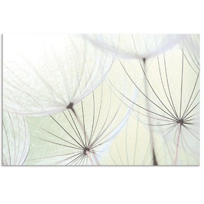 Küchenrückwand ARTLAND Pusteblumen-Samen aufgehellt Spritzschutzwände Gr. B/H: 90 cm x 60 cm, grün Küchendekoration