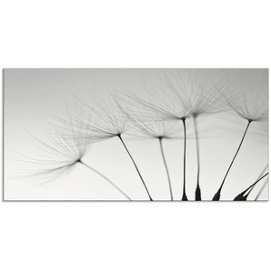 Küchenrückwand ARTLAND Pusteblumen-Samen I Spritzschutzwände Gr. B/H: 100 cm x 50 cm, grau Küchendekoration