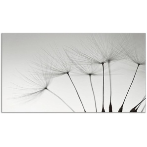 Küchenrückwand ARTLAND Pusteblumen-Samen I Spritzschutzwände Gr. B/H: 100 cm x 55 cm, grau Küchendekoration