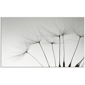 Küchenrückwand ARTLAND Pusteblumen-Samen I Spritzschutzwände Gr. B/H: 100 cm x 60 cm, grau Küchendekoration