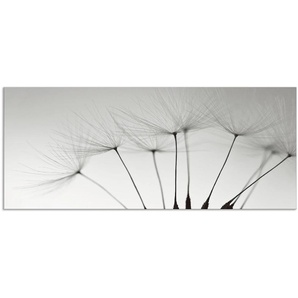 Küchenrückwand ARTLAND Pusteblumen-Samen I Spritzschutzwände Gr. B/H: 120 cm x 50 cm, grau Küchendekoration
