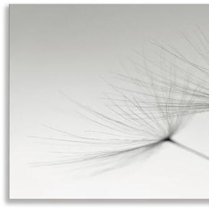 Küchenrückwand ARTLAND Pusteblumen-Samen I Spritzschutzwände Gr. B/H: 170 cm x 50 cm, grau Küchendekoration