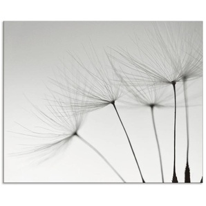 Küchenrückwand ARTLAND Pusteblumen-Samen I Spritzschutzwände Gr. B/H: 80 cm x 65 cm, grau Küchendekoration