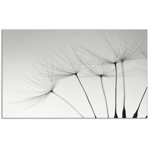 Küchenrückwand ARTLAND Pusteblumen-Samen I Spritzschutzwände Gr. B/H: 90 cm x 55 cm, grau Küchendekoration