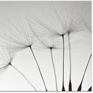 Küchenrückwand ARTLAND Pusteblumen-Samen I Spritzschutzwände Gr. B/H: 90 cm x 65 cm, grau Küchendekoration