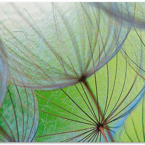 Küchenrückwand ARTLAND Pusteblumen-Samen II Spritzschutzwände Gr. B/H: 120 cm x 55 cm, grün Küchendekoration