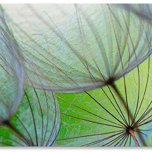 Küchenrückwand ARTLAND Pusteblumen-Samen II Spritzschutzwände Gr. B/H: 150 cm x 60 cm, grün Küchendekoration Alu Spritzschutz mit Klebeband, einfache Montage