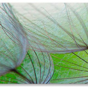 Küchenrückwand ARTLAND Pusteblumen-Samen II Spritzschutzwände Gr. B/H: 170 cm x 50 cm, grün Küchendekoration