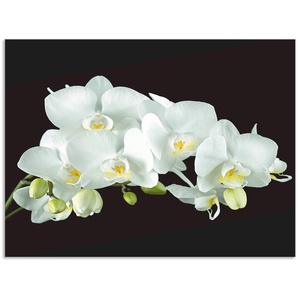 Küchenrückwand ARTLAND Weiße Orchidee auf schwarzem Hintergrund Spritzschutzwände Gr. B/H: 80 cm x 60 cm, weiß Küchendekoration Alu Spritzschutz mit Klebeband, einfache Montage