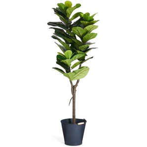 Kunstpflanze Ficus 155 cm