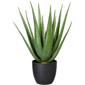 Künstliche Zimmerpflanze Aloe, Creativ green, Höhe 66 cm