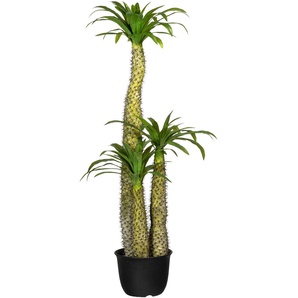 Künstliche Zimmerpflanze CREATIV GREEN Madagaskarpalme Pachypodium Kunstpflanzen Gr. H: 170 cm, 1 St., grün Künstliche Zimmerpflanzen Kunstpflanzen