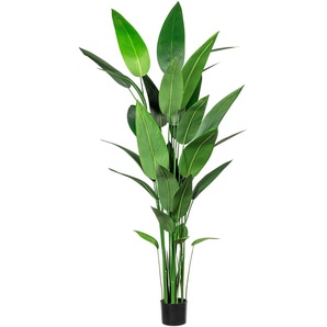 Künstliche Zimmerpflanze CREATIV GREEN Wassercanna Kunstpflanzen Gr. H: 210 cm, 1 St., grün Künstliche Zimmerpflanzen