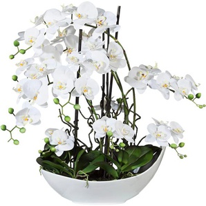 Kunstorchidee CREATIV GREEN Phalaenopsisarrangement, 68cm weiss Kunstpflanzen Gr. H: 68 cm, 1 St., weiß Kunst-Orchideen in Keramikschale