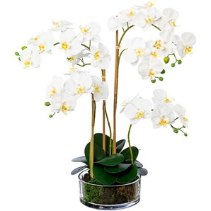 Kunstorchidee Phalaenopsis im Glas Orchidee Phalaenopsis, Creativ green, Höhe 50 cm