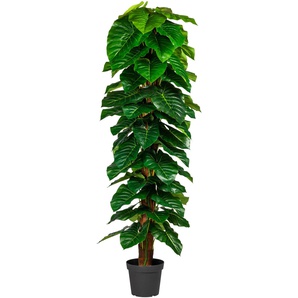 Kunstpflanze ANDAS Lovisa Kunstpflanzen Gr. B/H: 40 cm x 190 cm, 1 St., grün Künstliche Zimmerpflanze Zimmerpflanzen