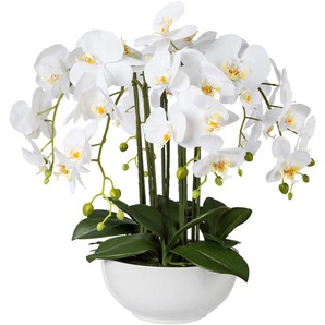 Kunstpflanze CREATIV GREEN Kunstpflanzen Gr. H: 54 cm, 1 St., weiß Künstliche Zimmerpflanzen
