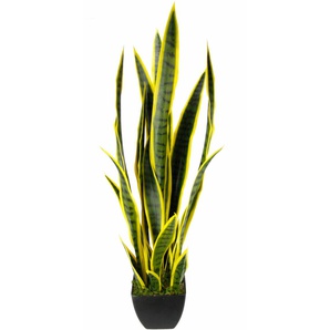 Kunstpflanze I.GE.A. Senseverie Kunstpflanzen Gr. B/H: 18 cm x 85 cm, 1 St., grün (grün, gelb) Künstliche Zimmerpflanze Kunstpflanze Zimmerpflanzen Kunstpflanzen