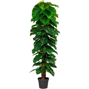 Kunstpflanze Lovisa Anthuriumpflanze, andas, Höhe 190 cm, im Topf